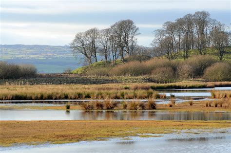 Bird and Bug Diaries...: A visit to Burton Mere Wetlands RSPB reserve