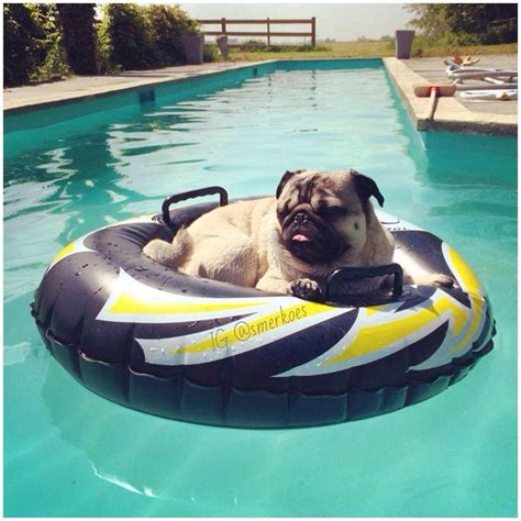 Pug Love | Dog Pool Floats