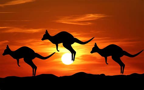 Kangaroo Sunset Silhouette | Animal silhouette, Kangaroo art, Sunset silhouette