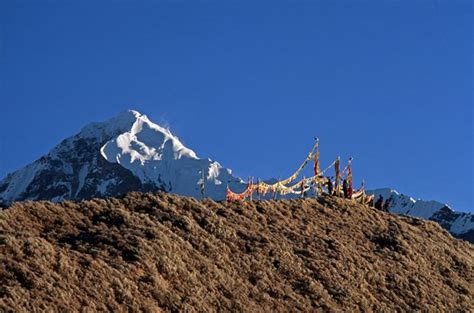 Dzongri Trek | Yuksom Dzongri Trekking Tour Package | Sikkim | Trekking tour, Tour packages, Sikkim