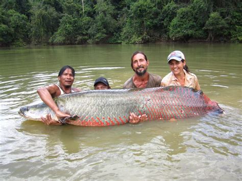 Guyana’s Giant Arapaima – The Largest Freshwater Fish In South America ...