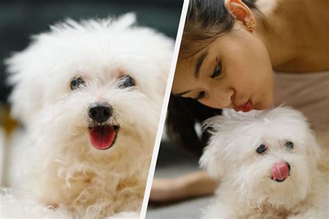 ‘Run free in paradise’: Gabbi Garcia’s pet dog she had since she was a ...