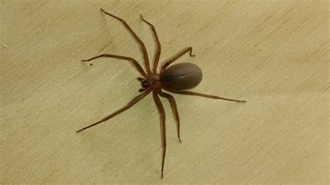 brown-recluse-spider-close-view - Bedbuginator