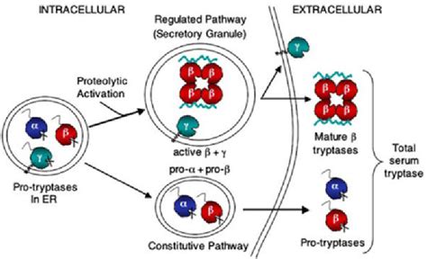 Figure 1 from Tryptase genetics and anaphylaxis. | Semantic Scholar