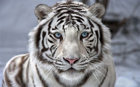 Beautiful White Tiger Wallpaper | Gallery Yopriceville - High-Quality ...