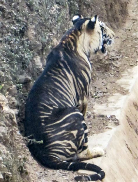 Extremely Rare ‘Black’ Tiger Caught on Camera, Only Six Exist in the Wild