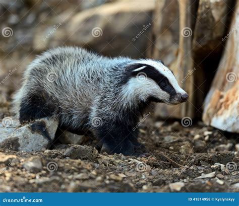 Badgers stock photo. Image of badgers, wildlife, nature - 41814958