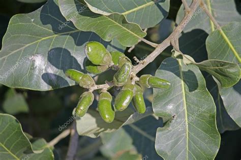 Fruits of Semecarpus anacardium Stock Photo by ©yogesh_more 57872989