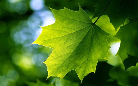 Leaf for Walls, Single Leaf HD wallpaper | Pxfuel