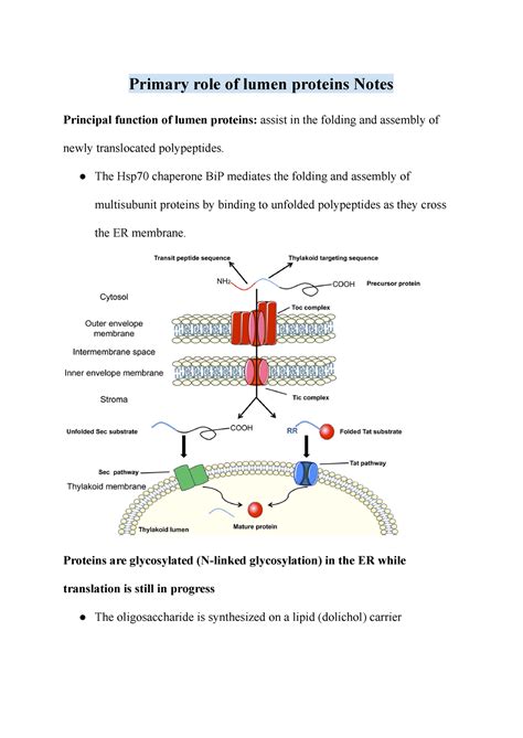 Primary role of lumen proteins Notes - Primary role of lumen proteins ...