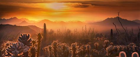 sonoran-desert – Advocates for the West