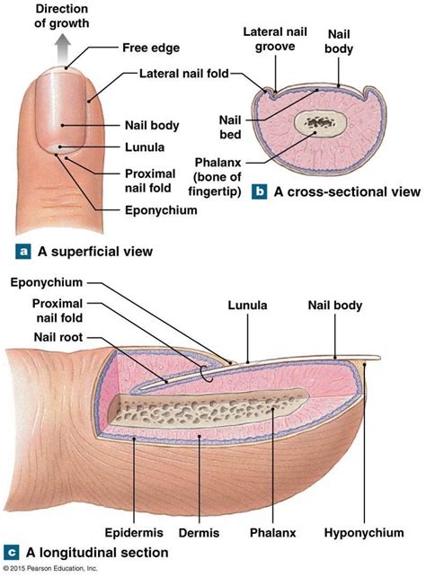 Pin by Reese Yap on Nail Technician School | Nail techniques, Nail ...