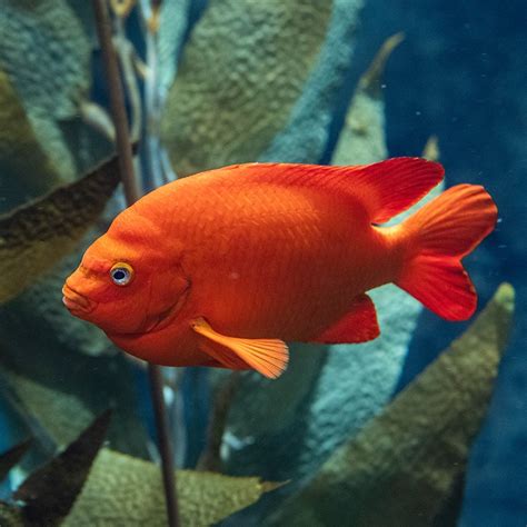 Garibaldi - Georgia Aquarium