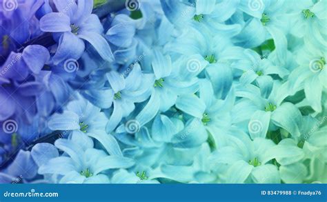 Blue-turquoise Flowers Lilac. Floral Background. Floral Wallpaper for ...