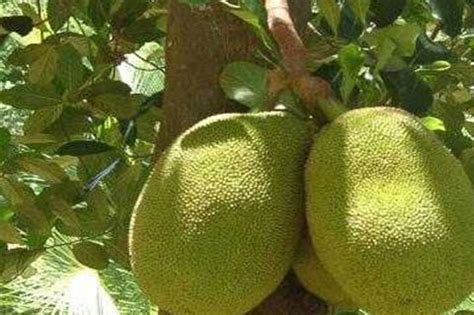 Jackfruit leaves – Health benefits – Lifetone Nature's Tea