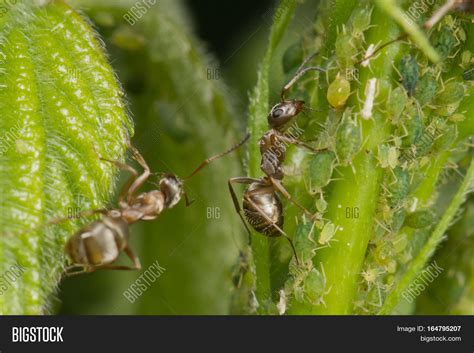 Symbiosis Ants Aphids Image & Photo (Free Trial) | Bigstock