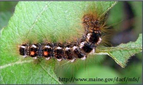 Browntail Moth Rash Tips