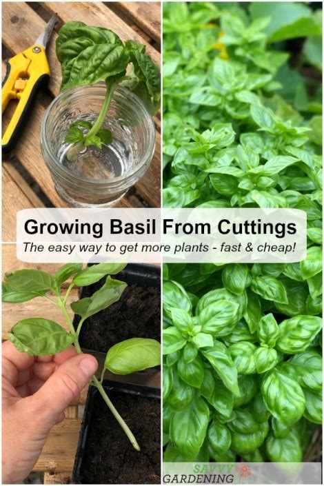 Growing basil from cuttings to get more plants fast… and cheap!