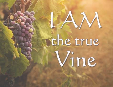 I AM the true Vine: Lessons Learned from the Vine – Sunrise Christian Reformed Church