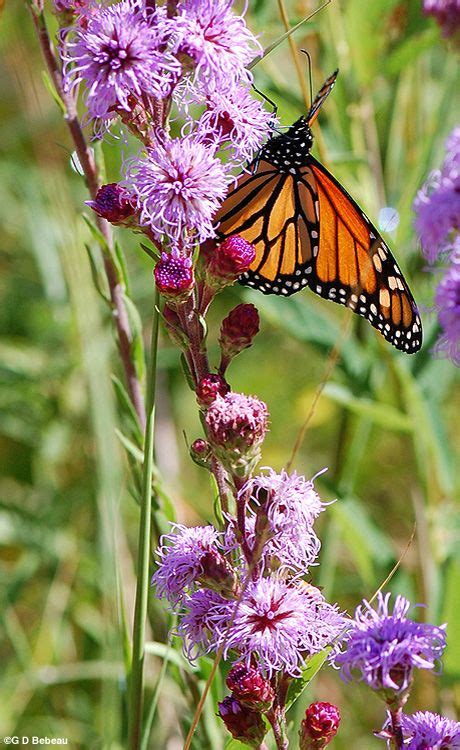 Northern Blazing Star, Liatris scariosa (L.) Willd. var. novae-angliae Lunell. | Liatris ...