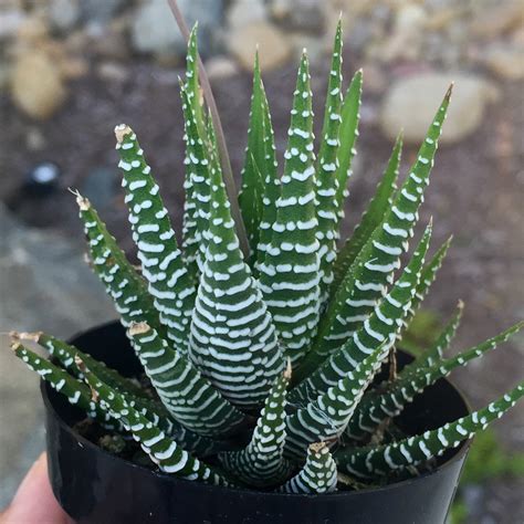 Succulent Haworthia Fasciata ' Zebra Plant ' // Live