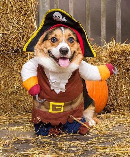 Best Corgi Halloween Costumes That Are So Funny!