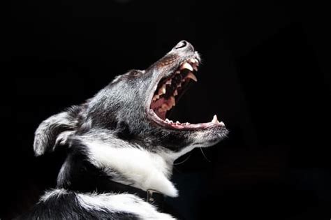 Aggression in Dogs: Signs, Causes, Types, And Solutions