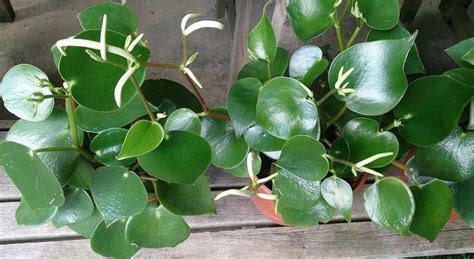 Peperomia polybotrya (Törpebors faj) gondozása - CityGreen.hu ...