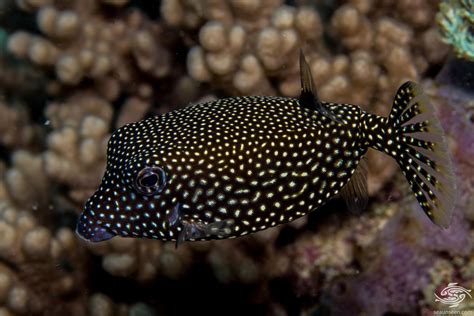 White Spotted Boxfish- Facts and Photographs | Seaunseen