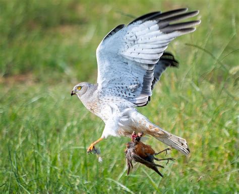 Robin Loznak Photography: Hunting northern harrier