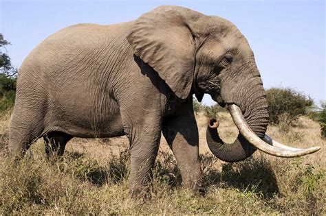 Side view of elephant standing on field at Kruger National Park, South Africa – Stockphoto