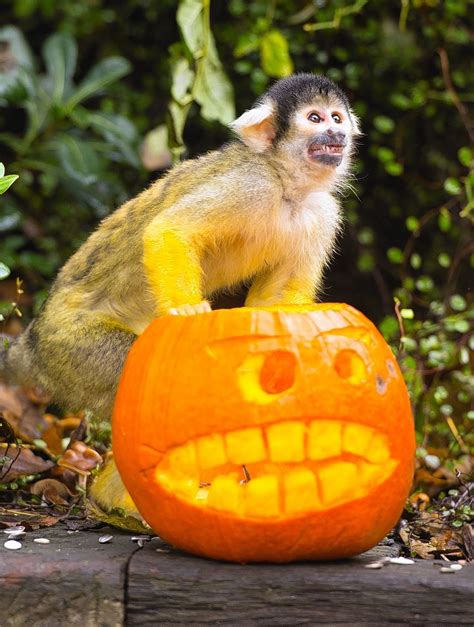 Seven more animals in the Halloween pumpkin spirit | Press and Journal