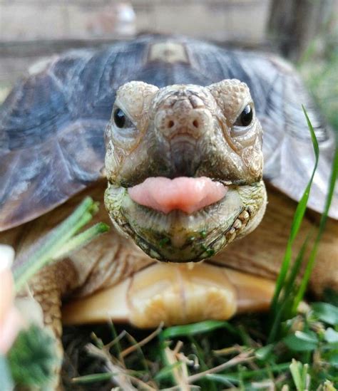 Experience the Beauty of Unique Tortoises and Turtles