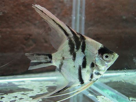 Marble Pearlscale Angelfish | RFI