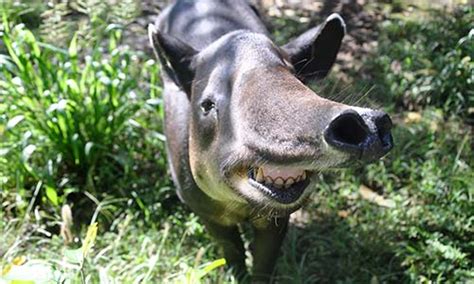 Baird's Tapir Conservation | Zoo New England