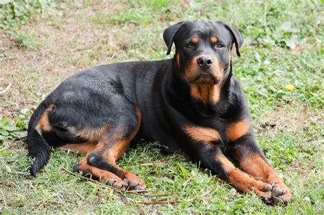 black and brown rottweiler free image | Peakpx