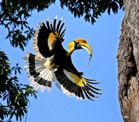 great hornbill eating photos | http://www.atozpictures.com/great-hornbill-birds-pictures | Birds ...