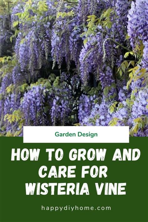 How to Grow and Care for the Wisteria Vine | Happy DIY Home