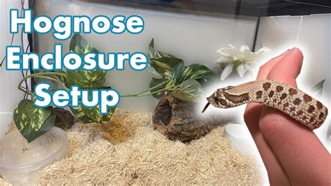 Setting Up a Hognose Snake Enclosure | Creating my Hognose Habitat! - YouTube