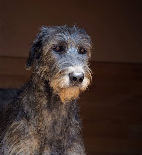 Irish Wolfhound Terrier Mix