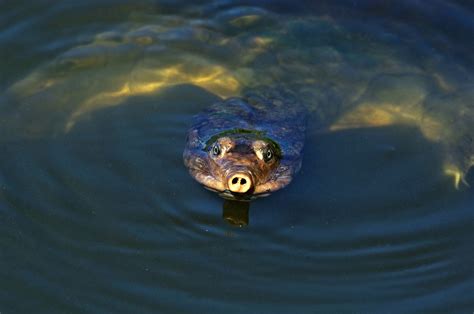 Care Guide for Pet Softshell Turtles