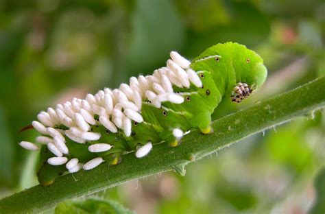 How Baby Wasps Can Save Your Tomatoes