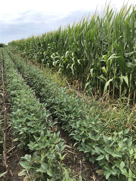 Corn and soybean rotation could pose long-term tradeoffs for soil health