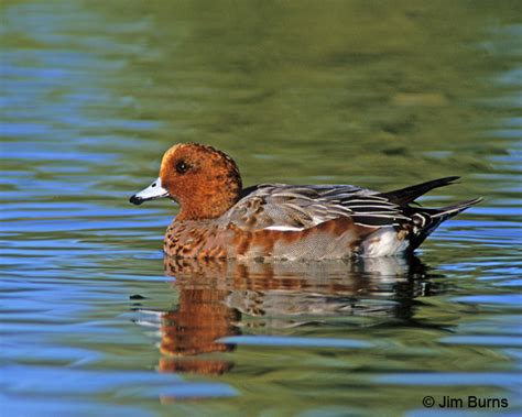 Eurasian Wigeon