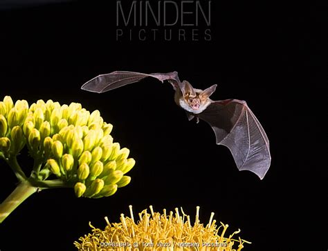 Pallid Bat stock photo - Minden Pictures