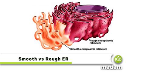 Difference between Smooth and Rough ER - biomadam