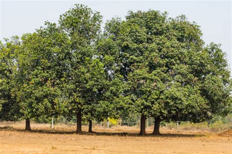 An Couple Of Indian Tree Mahuaa Close View In A Rural Field Looking ...