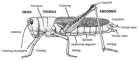 etymology - Pronotum: meaning and suffix context? - English Language & Usage Stack Exchange