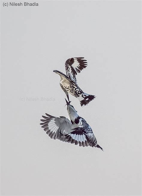 Pied Kingfisher Feeding | Kingfisher, Wildlife photography, Tourist