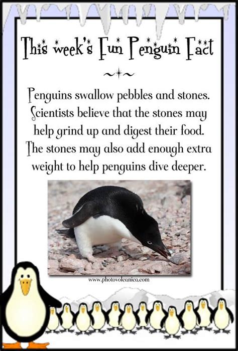 Fun Penguin Facts! – Anna Sugden